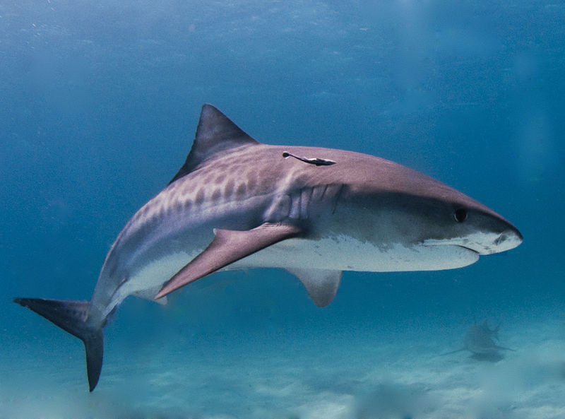 Tiger shark From Wikimedia Commons