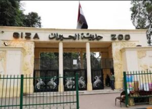 بيان حديقة حيوانات جيزا الرسمية يلقي الضوء على تقارير عن صحة الحيوان الضعيفة –
