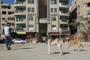 سجون محكمة الجيزة امرأة لمدة ستة أشهر على تسمم الكلاب الجماعية –