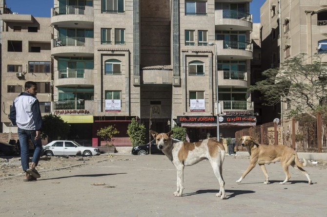 سجون محكمة الجيزة امرأة لمدة ستة أشهر على تسمم الكلاب الجماعية –