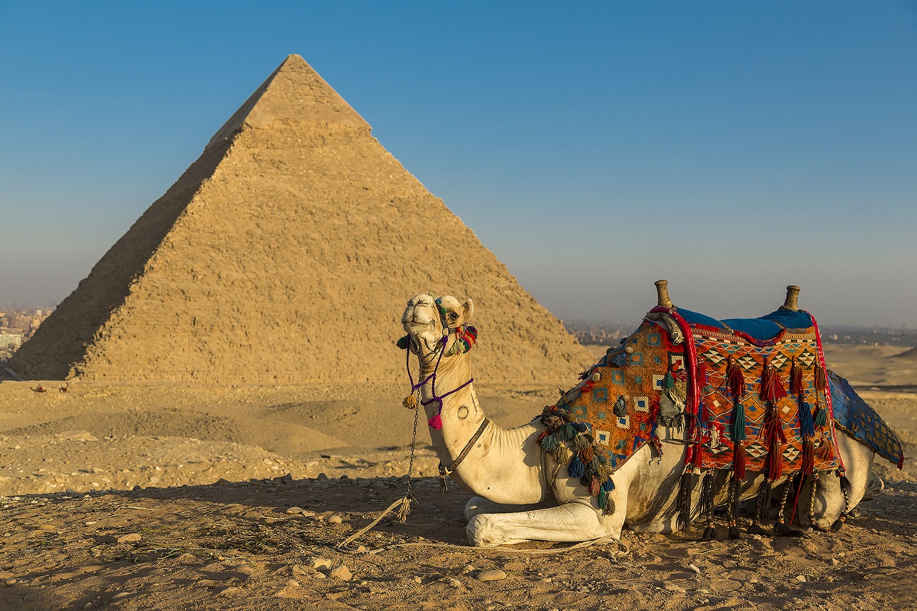Giza Pyramids with camel