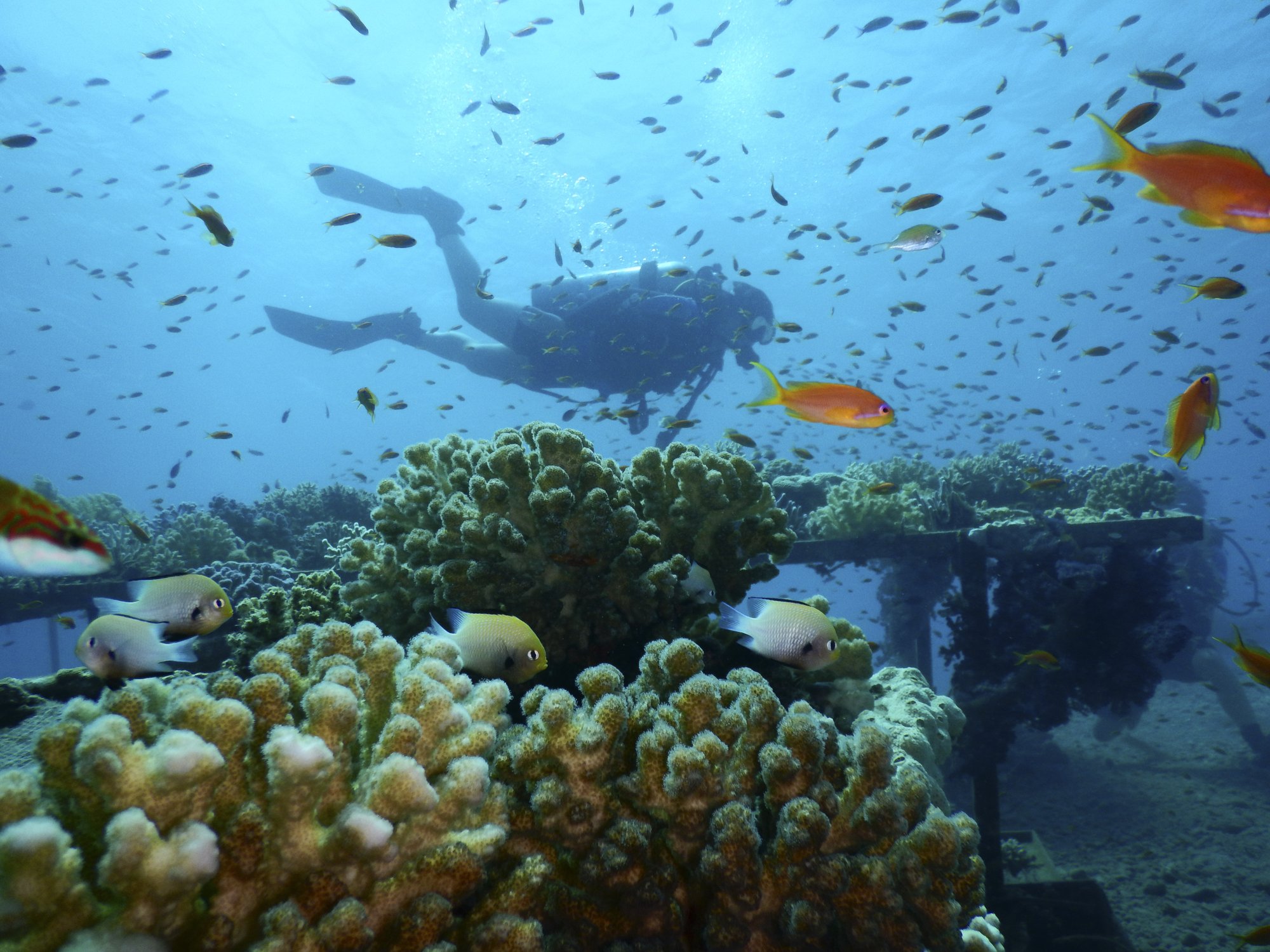 Coral reef in northern Red Sea