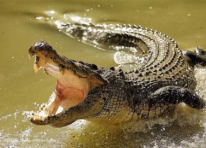 Crocodile file photo