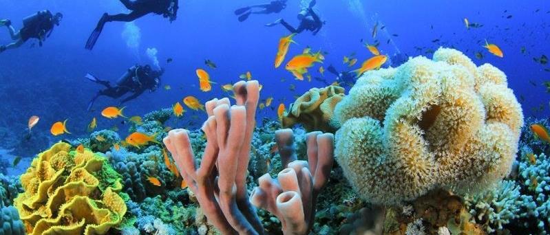 diving at sharm elsheikh